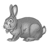 Vegan Bunny